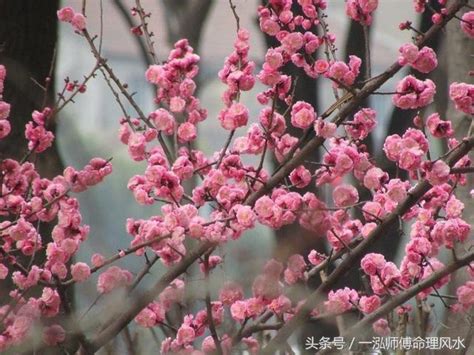 免費算正緣桃花|八字姻緣算命，查詢你今生的正緣桃花何時出現